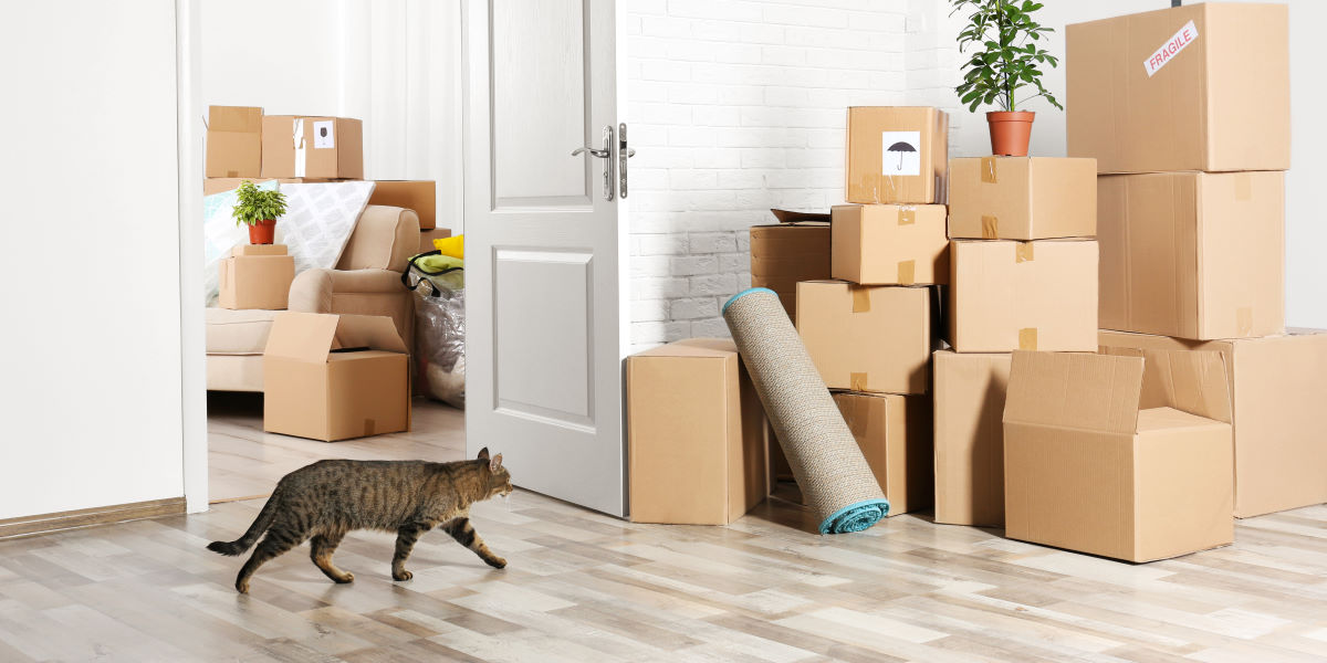 Minneapolis to Madison: Moving a Home-Based Business Without Missing a Beat